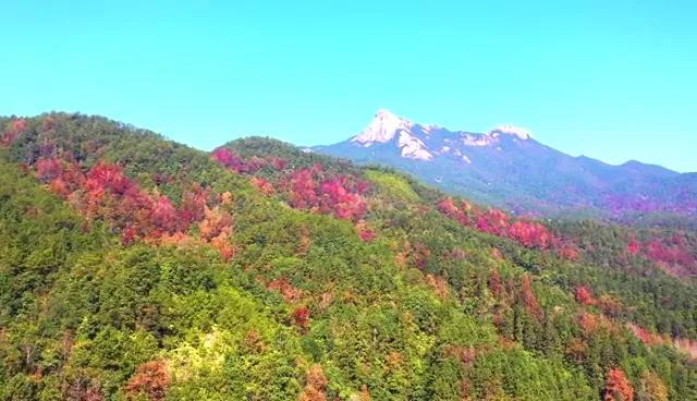 又見新豐紅葉紅！一起走進&ldquo;嶺南紅葉之鄉(xiāng)&rdquo;