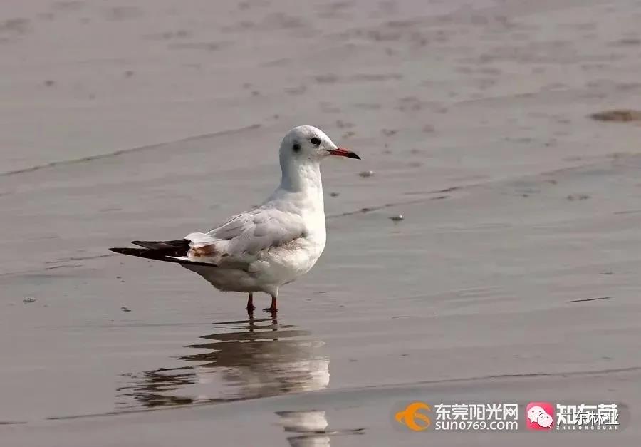 視頻直擊！大批候鳥飛臨東莞！