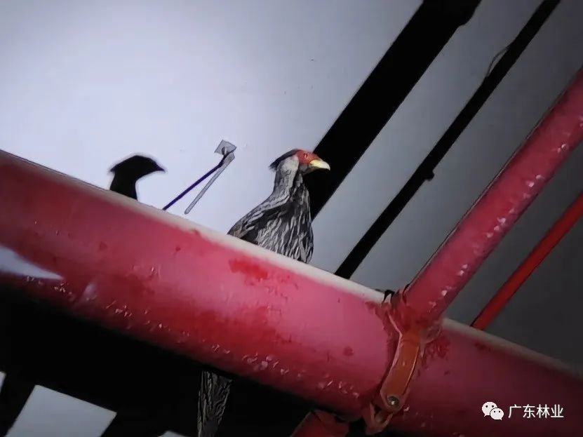 &ldquo;省鳥&rdquo;白鷴誤闖廣州地鐵！歷經(jīng)14小時成功解救